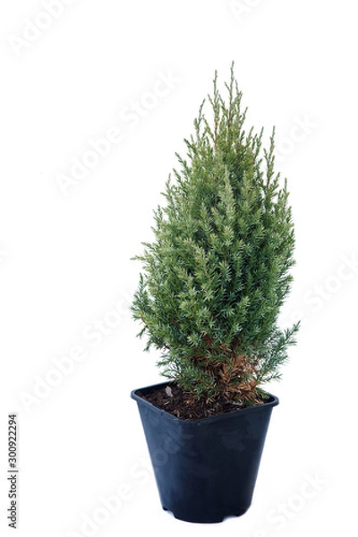 Fototapeta Potted tree on a white background