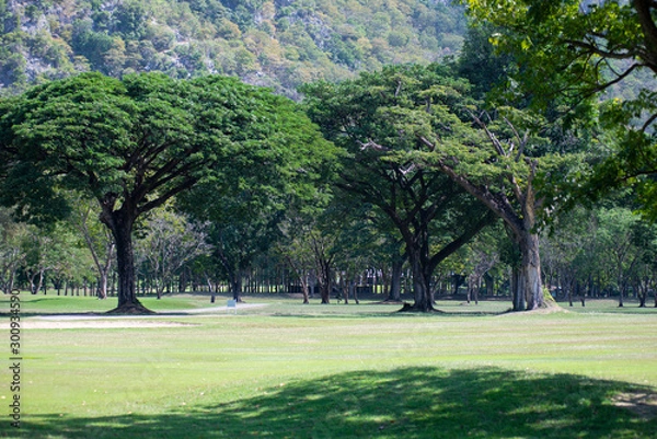 Obraz trees in the park