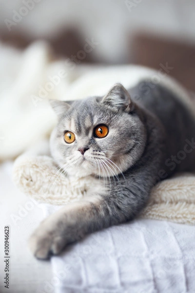 Fototapeta Edle Rassekatze - Britisch Kurzhaar Portrai