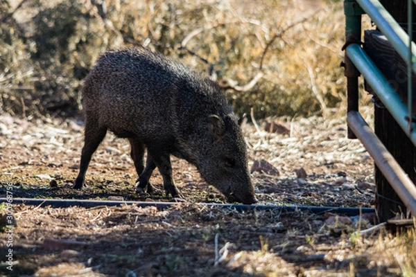 Obraz Javelina drinking