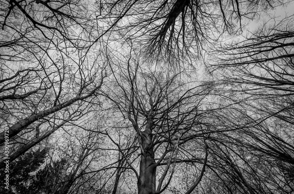 Fototapeta the beautiful forest