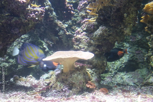 Obraz fish in aquarium
