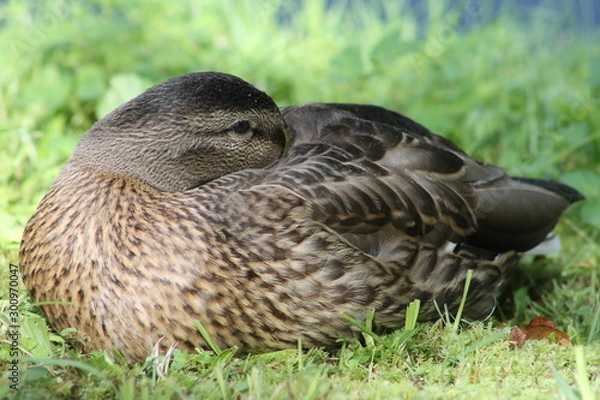 Fototapeta duck on grass
