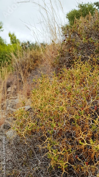 Obraz Dried bush nature abstract background. - Image