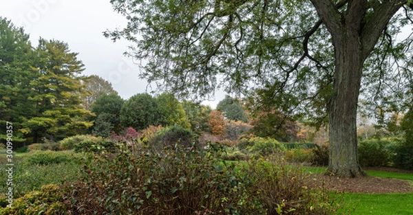Fototapeta Colorful autumn foliage on a gray day