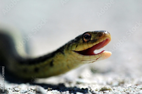 Obraz a snake about to strike