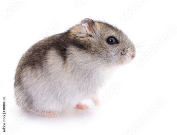 Obraz Small domestic hamster.