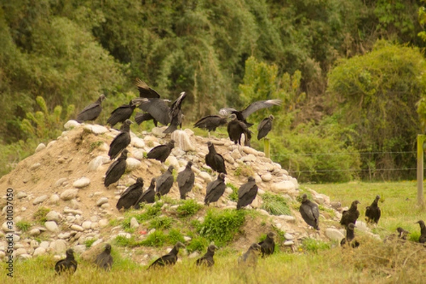 Obraz ibs vultures