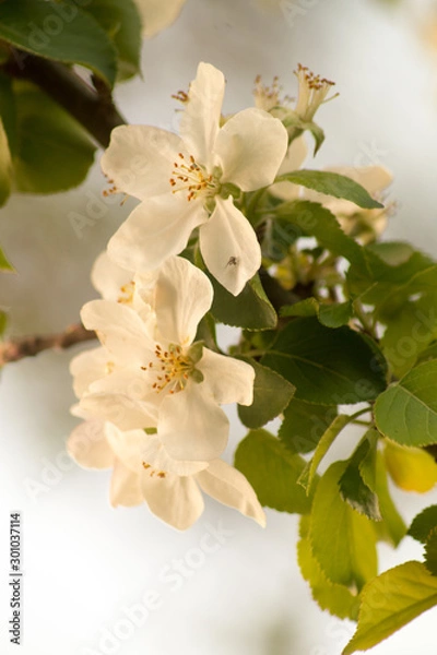 Obraz ebs soft white apricots blossoms