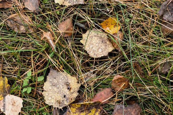 Fototapeta Background. Autumn brown leaves with raindrops, green grass, yellow pine needles on the ground in the forest. Close-up.