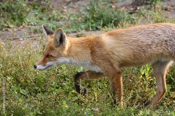 Fototapeta red fox