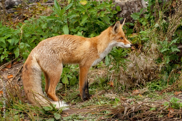 Fototapeta red fox