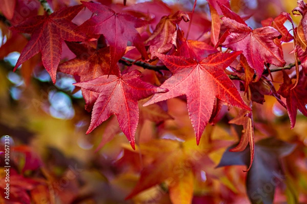 Obraz maple leaves in autumn