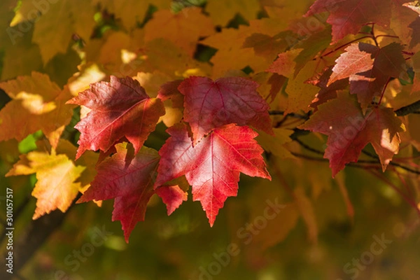 Obraz red maple leaves in autumn