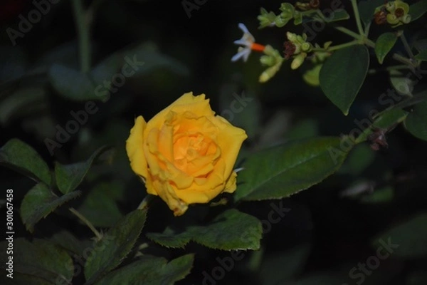 Obraz Yellow Rose