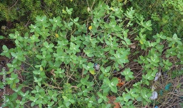 Obraz Arial Plant