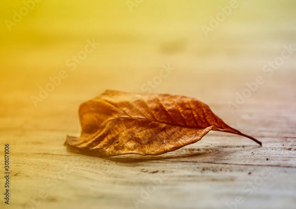 Fototapeta Golden dry leaves in the fall was wind-blowing. Golden light shines to dry leaves. In the forest between the gold line routes on the mountain in nature.