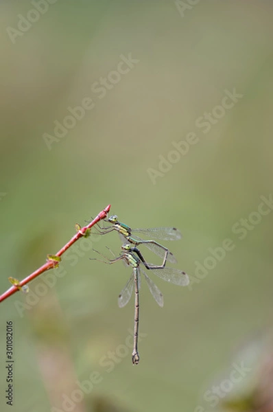 Obraz オオアオイトトンボ　移精