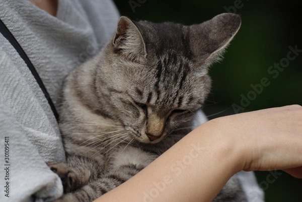 Fototapeta 猫を抱く