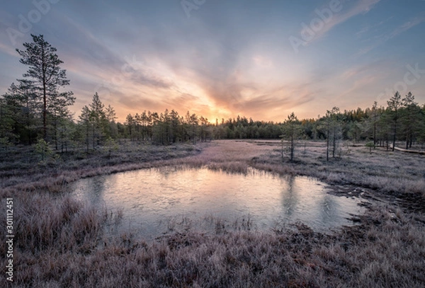 Fototapeta Calmness and cold autumn morning with frozen pond and sunrise in wetland Finland