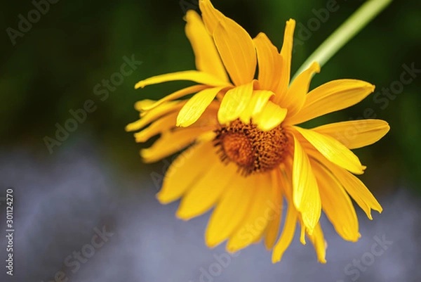 Fototapeta Macro yellow daisy or chrysanthemum flowers head