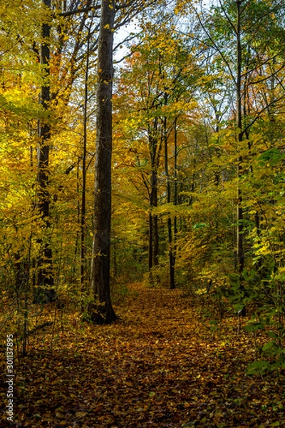 Obraz Lovely Fall Path