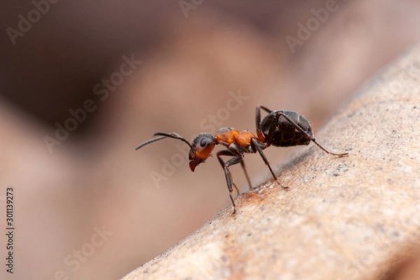 Fototapeta Ant