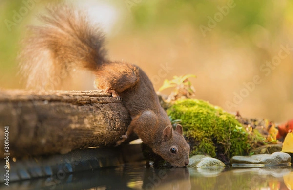 Obraz Squirrel drinking water from the lake