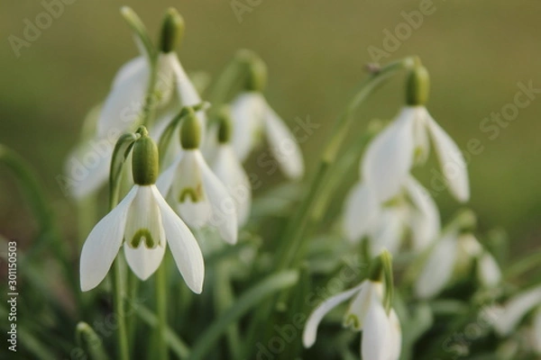 Obraz Schneeglöckchen