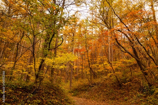 Obraz 安達太良山紅葉