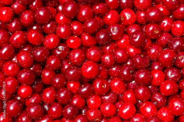 Fototapeta cherry backgrounds