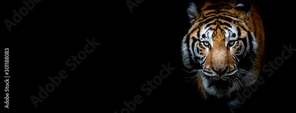 Obraz Tygrys z czarnym tłem