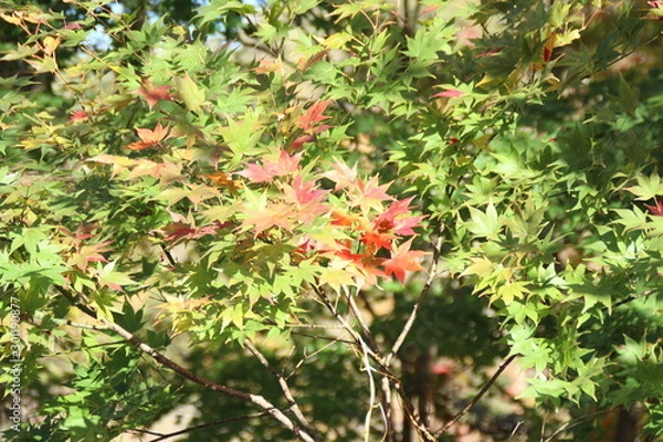 Fototapeta 紅葉