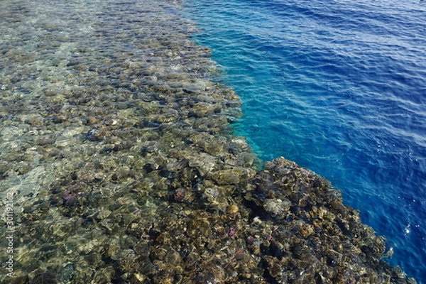 Fototapeta Coral reef in the red sea on sunny day