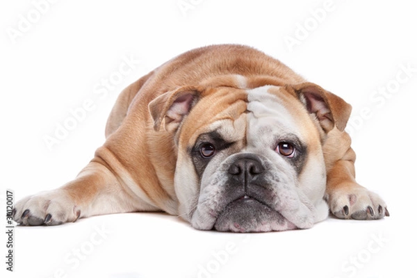 Obraz English bulldog