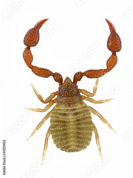 Obraz pseudoscorpion
