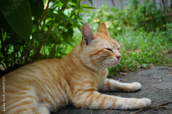 Fototapeta cat in garden