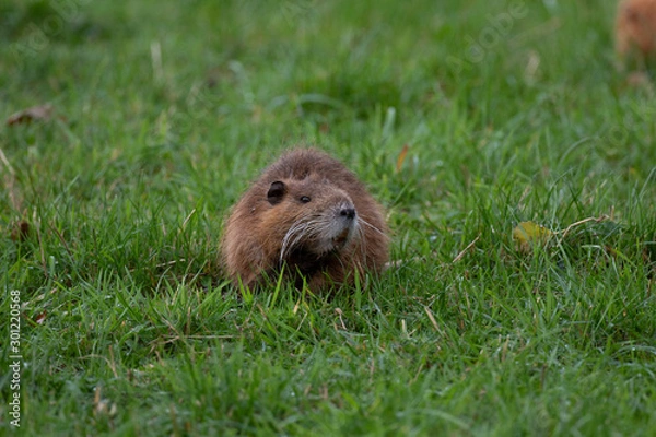 Fototapeta Nutria
