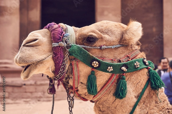 Obraz Portrait of camel in close up view, Petra, Jordan