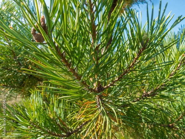 Obraz Background needle pine close up