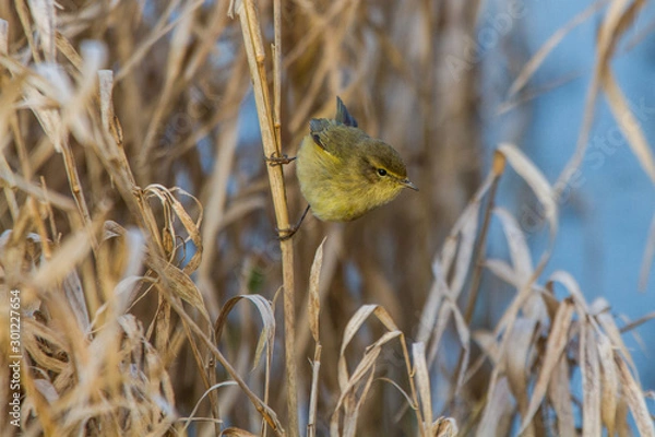 Obraz Pouillot fitis