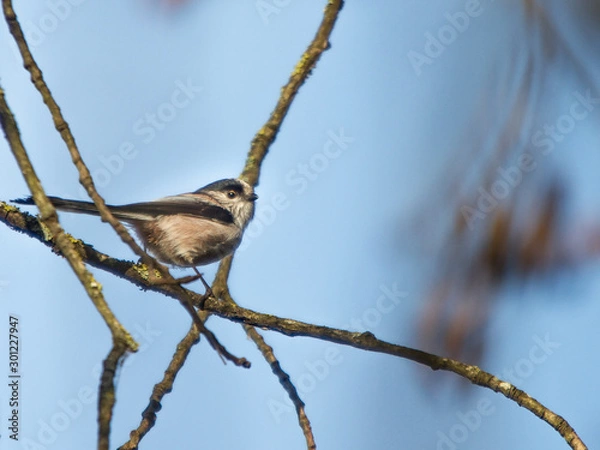 Obraz Mesange à longue queue