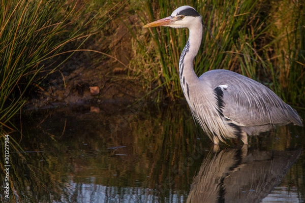 Obraz Héron du matin