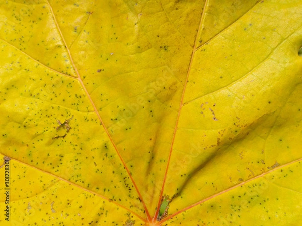 Obraz Autumn yellow leaf texture