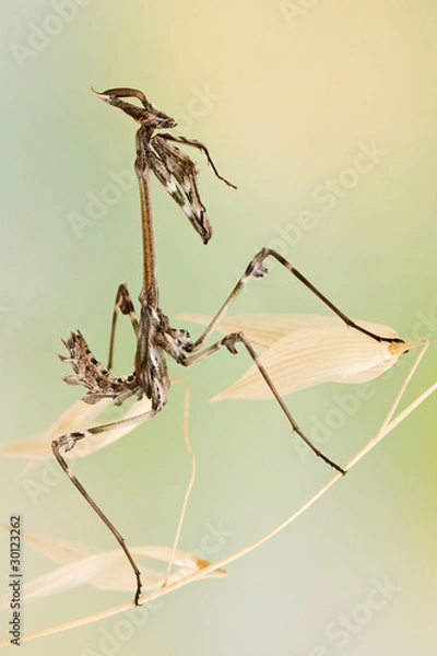 Obraz Empusa pennata insect