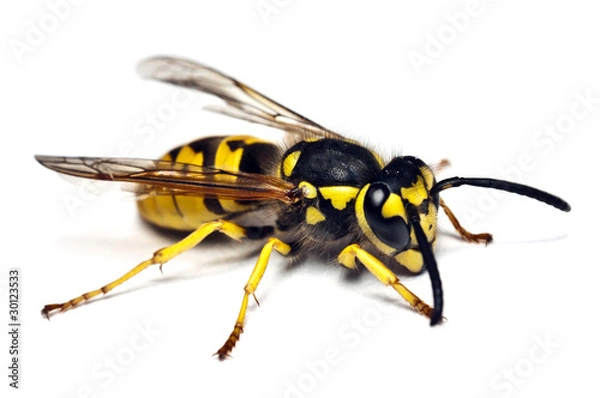 Obraz Live Wasa na białym tle