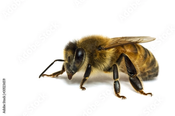 Obraz Single Bee isolated on white