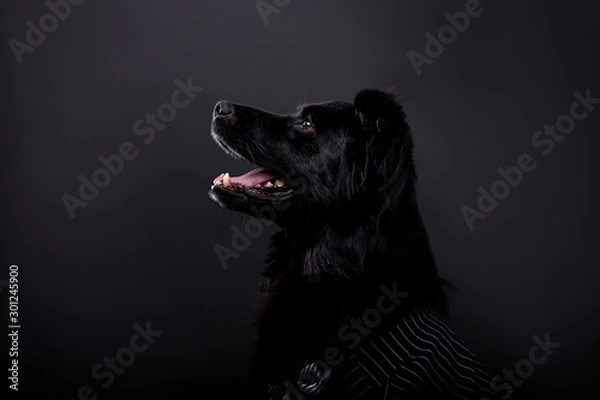 Fototapeta Beautiful black dog on a black background