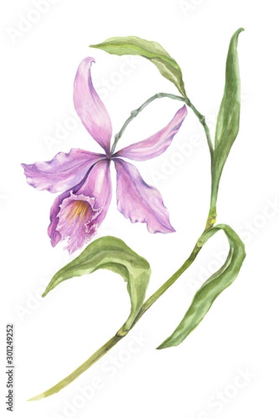 Fototapeta Beautiful exotic orchid flowers (Laelia) on white background. Flowers isolated on white background. Watercolor painting. Hand painted botanical illustration.