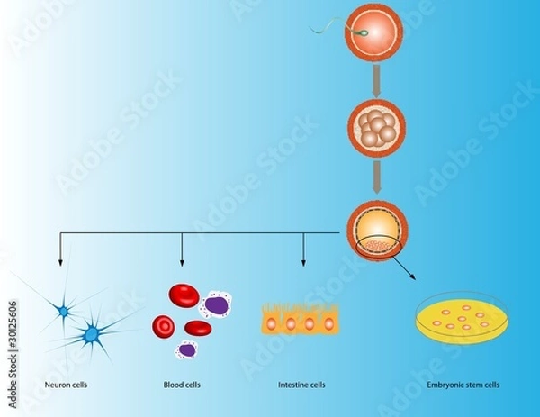 Obraz Embryonic stem cells